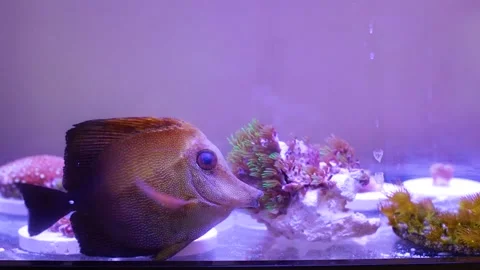 A fish idle in a fish tank Stock Footage 144229960