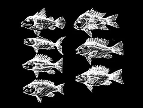 Fish in  Illustration Stock Illustration