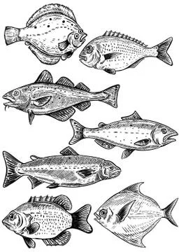 Fish illustrations isolated on white background. Fresh seafood. Stock Illustration