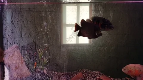 Fish in indoor aquarium Video stock 83860141