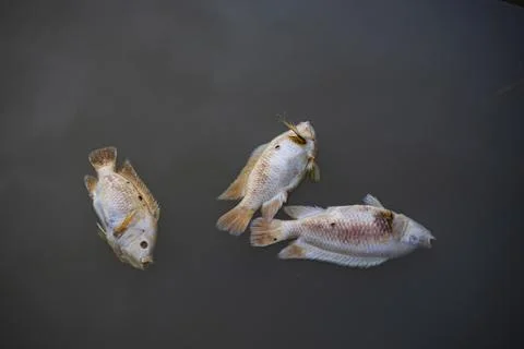 Fish Infected Die In The River Stock Photos