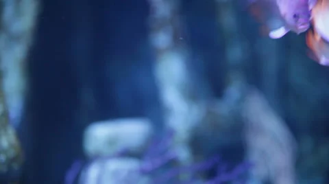 Fish inside the aquarium Stock Footage 64414539