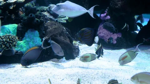 Fish inside aquarium Stock-Footage 103365297