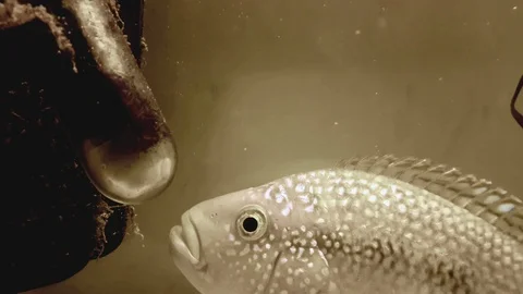 Fish inside the aquarium Stock Footage 126296410