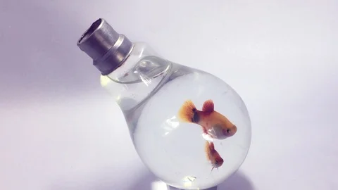 Fish Inside Bulb 動画素材 107542247