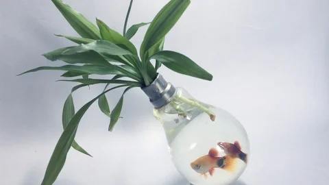 Fish Inside Bulb01 動画素材 107542257