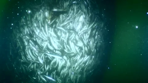 Fish inside the fishing net. Stock Footage 248427260