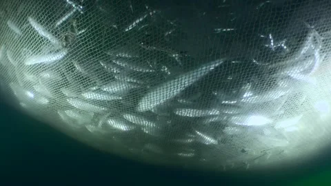 Fish inside the fishing net. Stock Footage 252209117