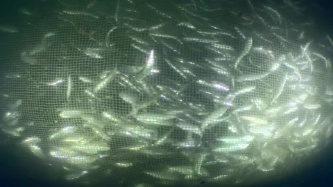 Fish inside the fishing net. Stock Footage 258677995