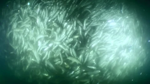 Fish inside the fishing net. Stock Footage 258678068