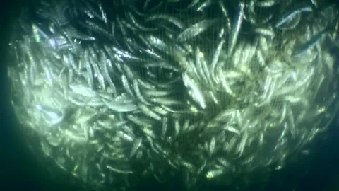 Fish inside the fishing net. Stock Footage 275505718