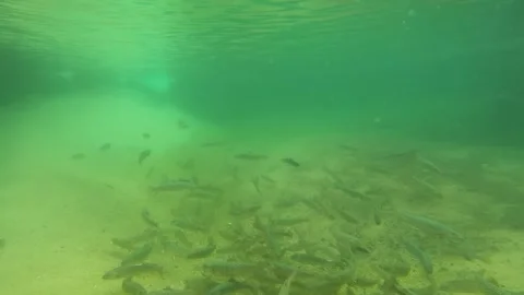 Fish inside the water Stock Footage 261535145