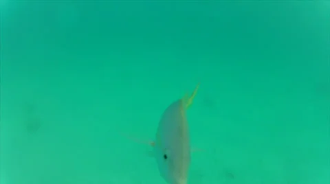 Fish inspect and skitter Stock Footage 24325558