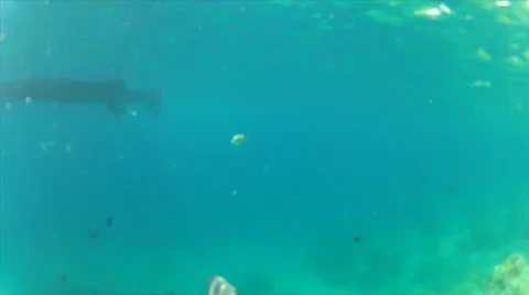 Fish inspect and swimby Stock-Footage 24325708