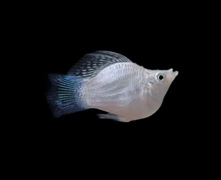 Fish isolated on black  background. Stock Photos