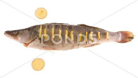 Fish isolated Stock Photos