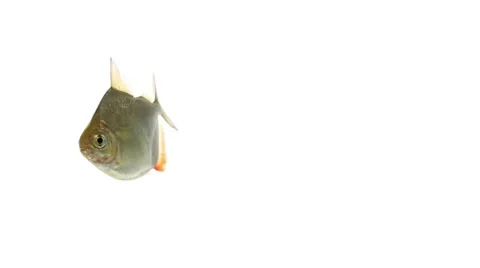 Fish isolated on white background Stock Footage 49965995