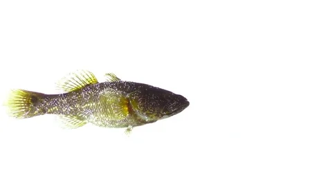 Fish on isolated white background Stock Footage 83092876
