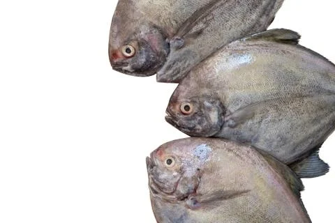 Fish isolated on white background Stock Photos