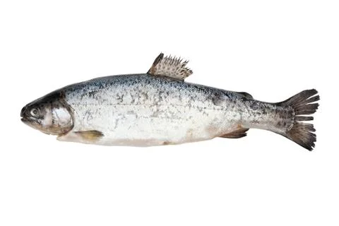 Fish isolated on white. Stock Photos