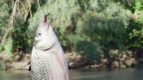 The fish jerks its tail and fins hanging on a fishing hook with a worm again Vídeos de archivo 217360880