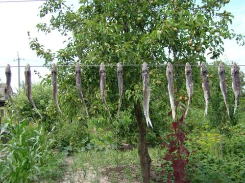 Fish jerky Stock Photos
