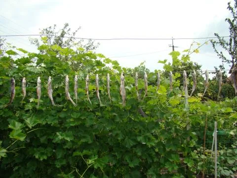 Fish jerky Stock-Fotos