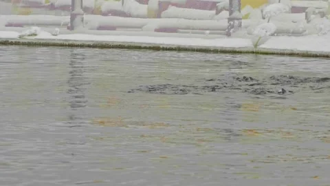 Fish jump out of the water while feeding. Fish farm, salmon farm. Stock Footage 265850995