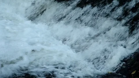 Fish jump up the stream Stock Footage 83846144