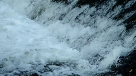 Fish jump up the stream Stock Footage 83846204