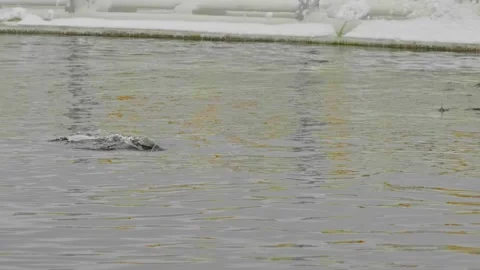 Fish jump to the surface at the fish farm Stock Footage 265850371