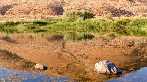 Fish jump water reflection desert hill dawn John Day River Cottonwood Canyon Stock-Footage 81683652