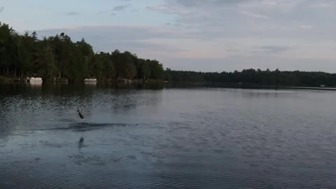 Fish Jumping 7-9-26 Stock Footage 340036094