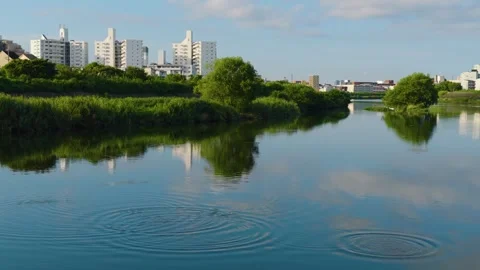 Fish Jumping in Aikawa, Brackish River in North Osaka Japan Stock Footage 344482374