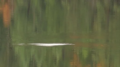 Fish jumping in the air at lake Stock Footage 72194543