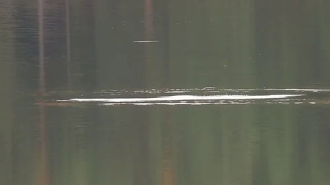 Fish jumping in the air at lake Stock Footage 72194546