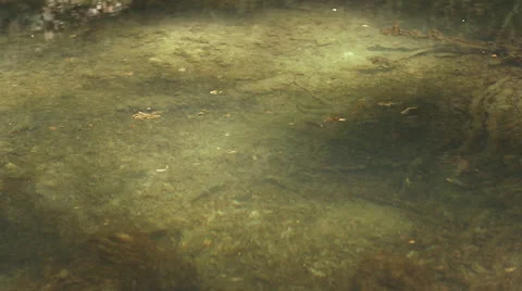 Fish jumping Stock Footage 24675240