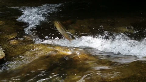 Fish Jumping up Khao Chamao waterfall Video stock 101049521