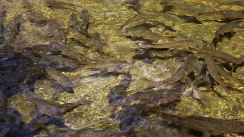 Fish Jumping up Khao Chamao waterfall Stock Footage 101049544