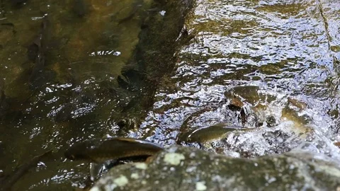Fish Jumping up Khao Chamao waterfall Video stock 101049688