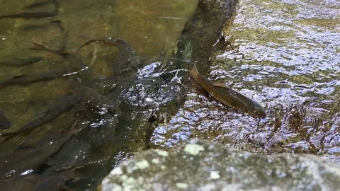 Fish Jumping up Khao Chamao waterfall Video stock 101049728