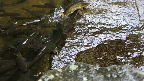 Fish Jumping up Khao Chamao waterfall Video stock 101049891