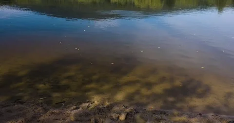Fish jumping out of the water to catch a passing dragonfly, rippling surface Vídeos de archivo 253637355