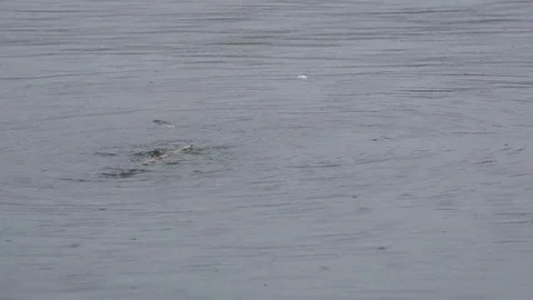 Fish jumping over a floating stick. Видео 82369727
