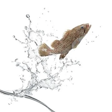 Fish jumping Stock Photos