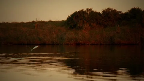 Fish Jumping River Sunset Stock Footage 239877751