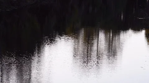 Fish jumping in a tranquil river with reflections of trees Stock Footage 108642386