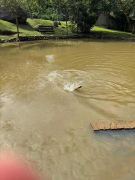 Fish jumping in the water Stock Photos