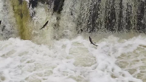 Fish jumping at a waterfall during early morning Stock Footage 307494720