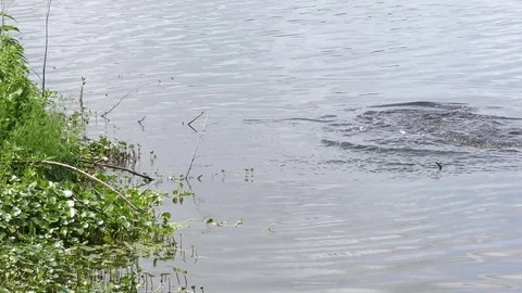 Fish jumps out of water Stock Footage 74807166